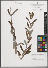 Foto von Salix purpurea L.